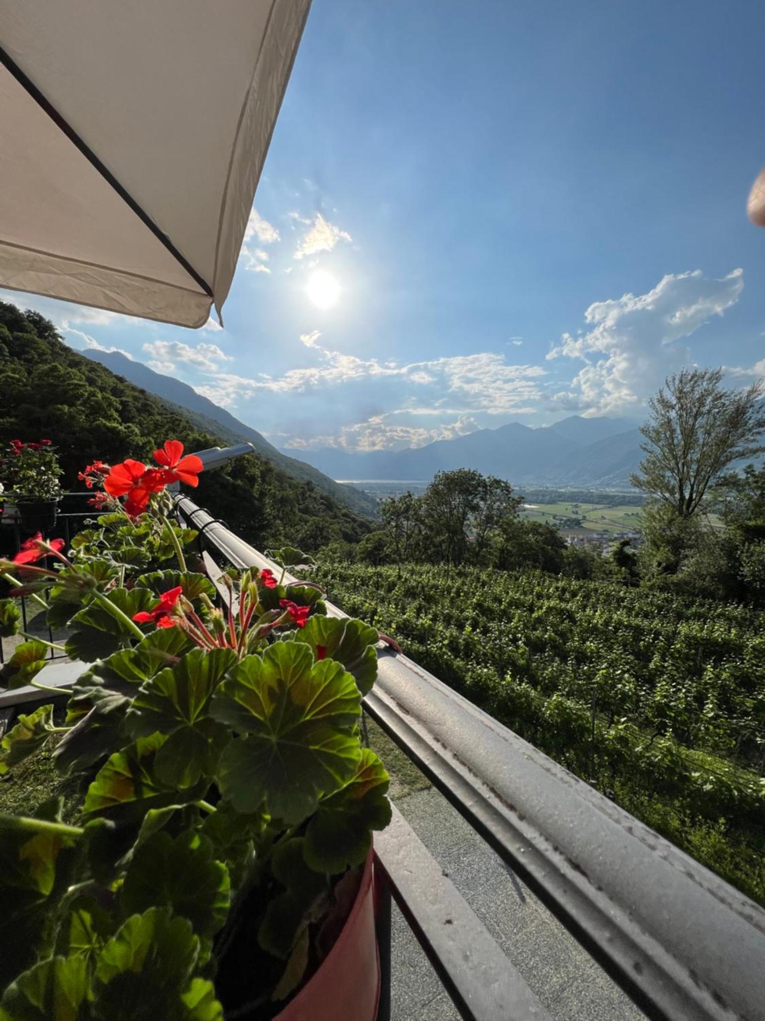 Viva Bacco Bed & Breakfast Gambarogno Dış mekan fotoğraf