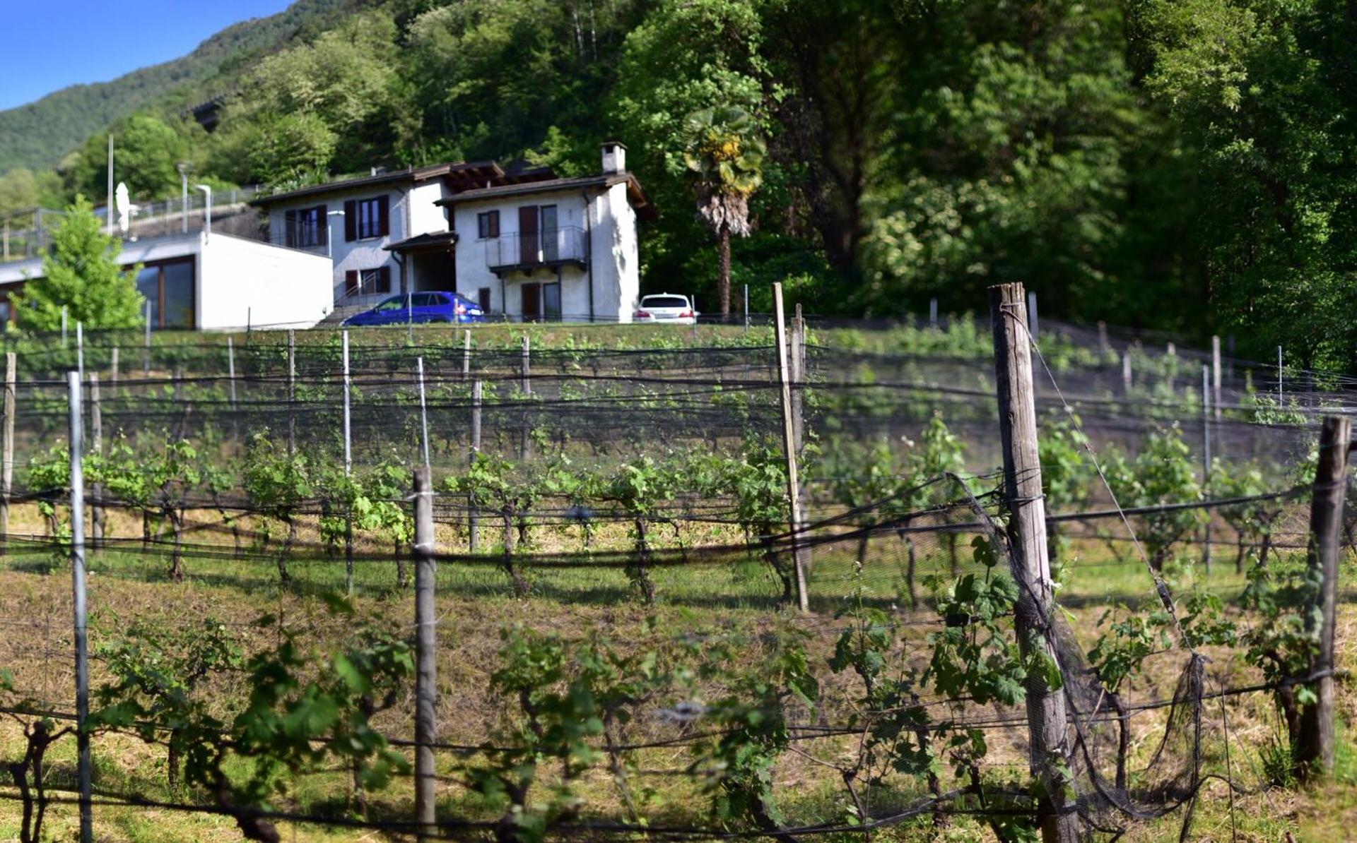 Viva Bacco Bed & Breakfast Gambarogno Dış mekan fotoğraf