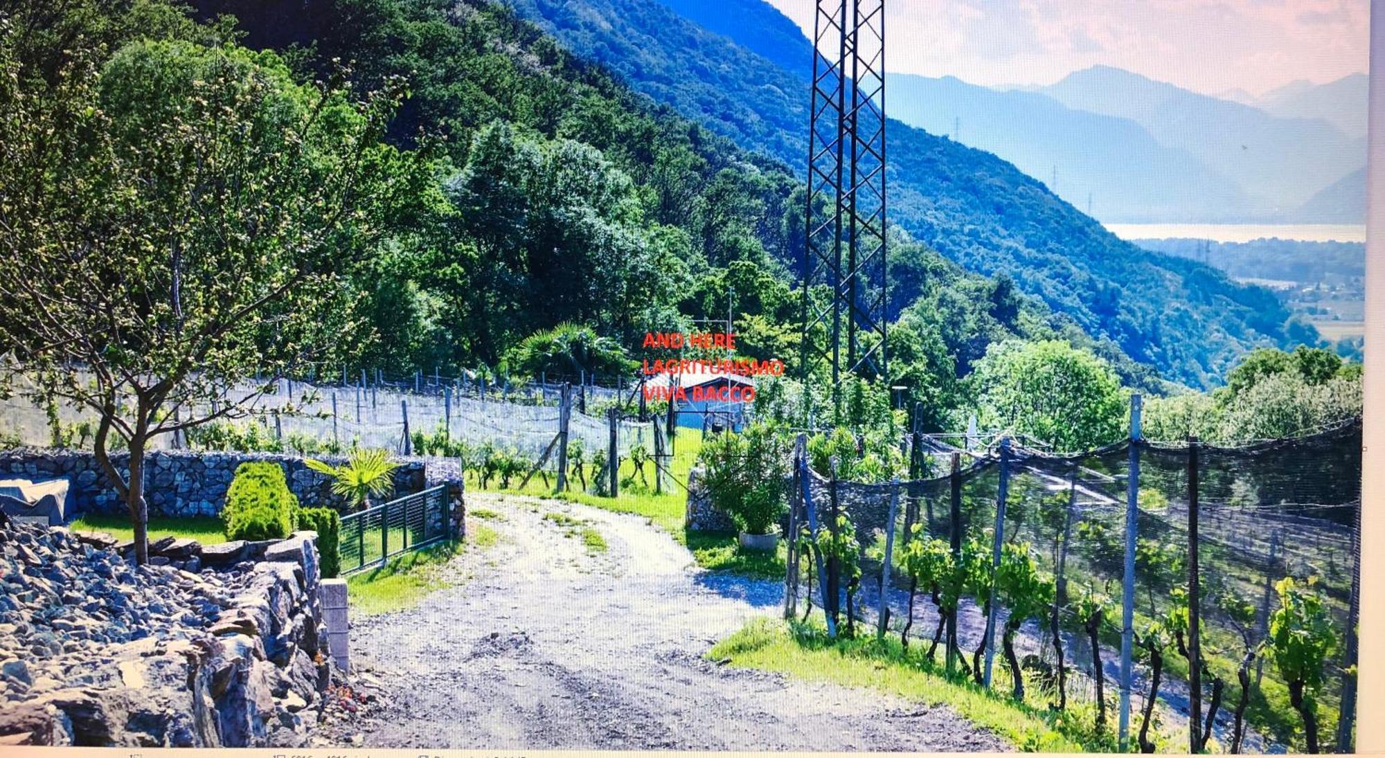 Viva Bacco Bed & Breakfast Gambarogno Dış mekan fotoğraf