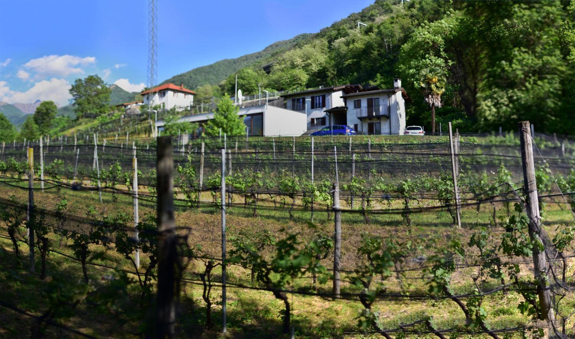 Viva Bacco Bed & Breakfast Gambarogno Dış mekan fotoğraf