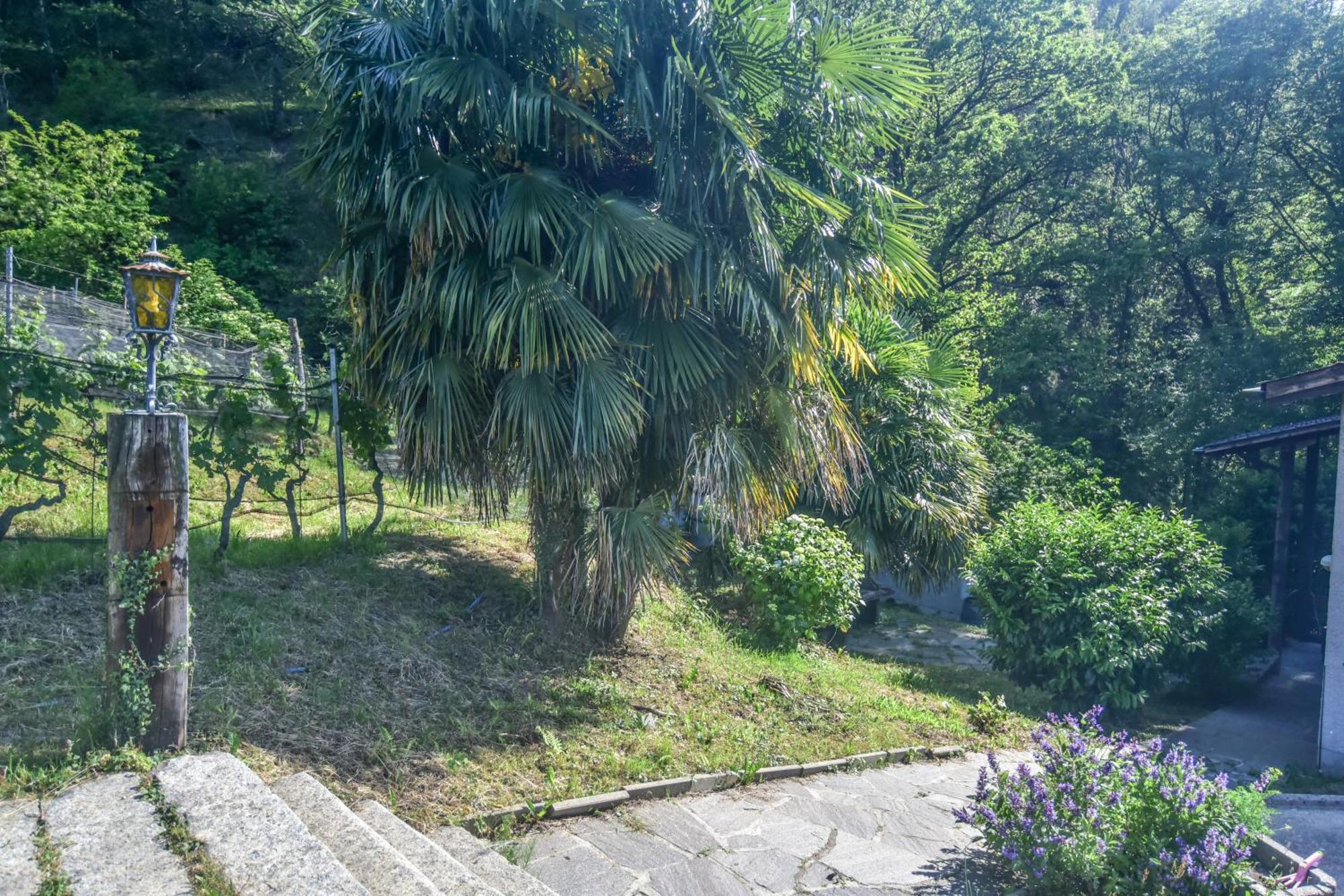 Viva Bacco Bed & Breakfast Gambarogno Dış mekan fotoğraf