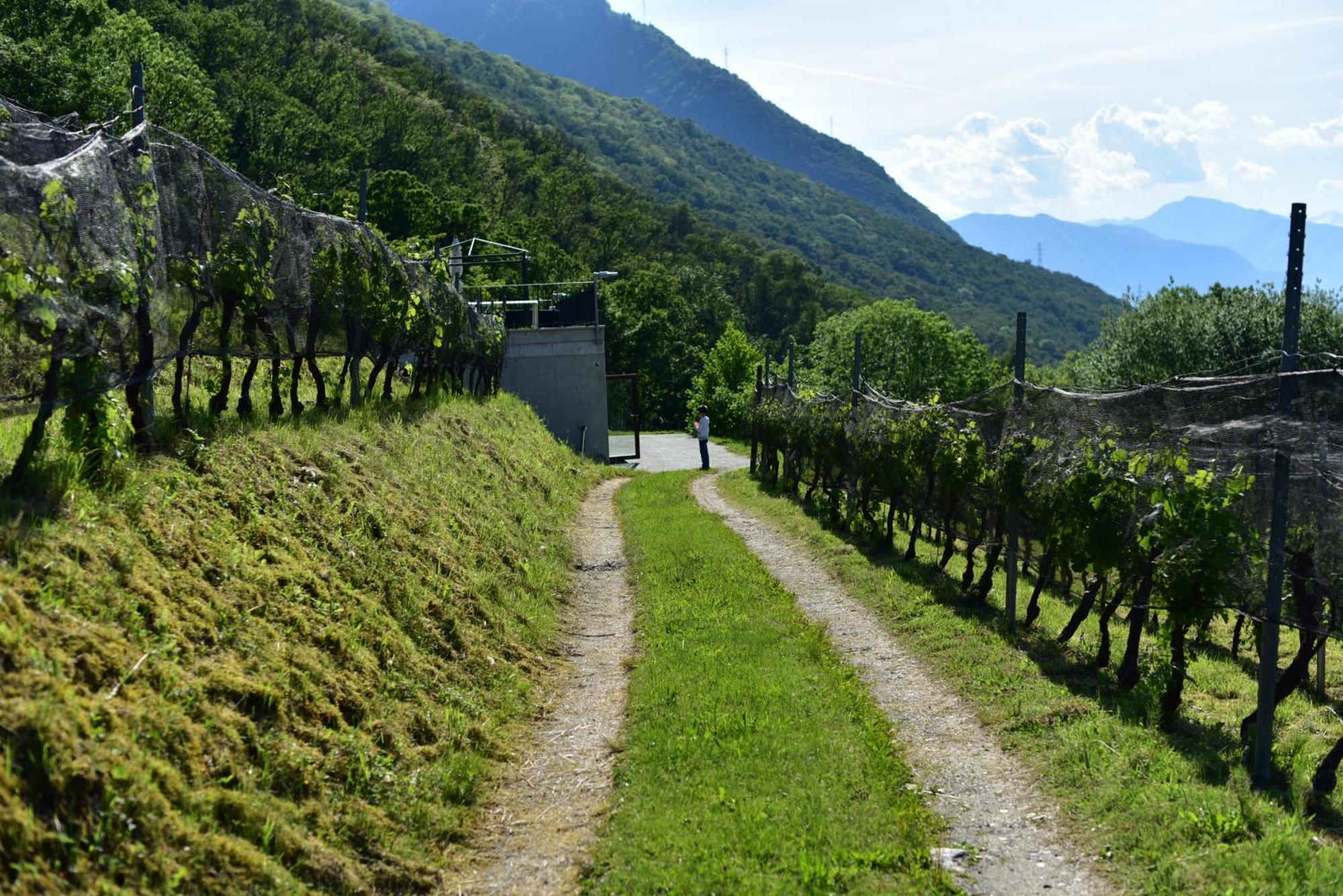 Viva Bacco Bed & Breakfast Gambarogno Dış mekan fotoğraf